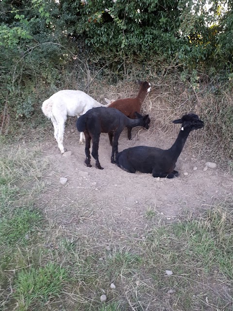 Hilltop Farm Alpacas