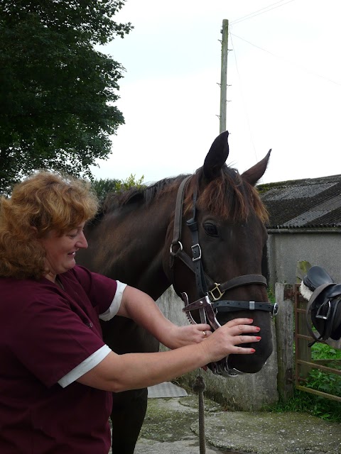 Sycamore Equine Dentistry