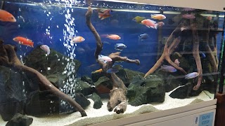 Fish City Aquarium
