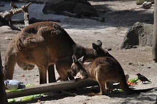 Melbourne Zoo/Poplar Rd