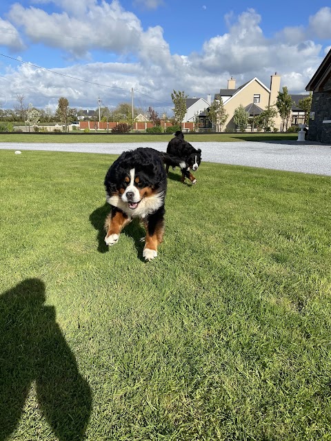 Woof Dog Grooming and Boarding Kennels | County Kerry