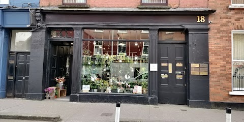 Verd Houseplants - Cork City Centre