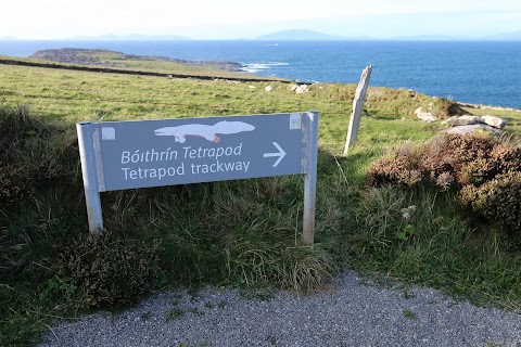 The Valentia Island Tetrapod Footprints