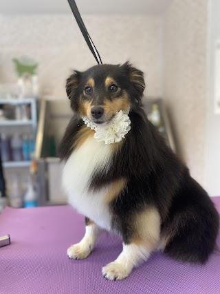 Celtic Canines Dog Grooming