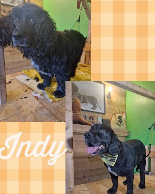 Top Dog Grooming Salon