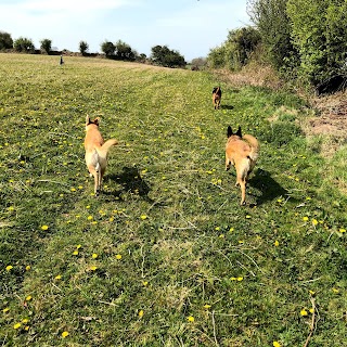 Best Buddies Boarding Kennels