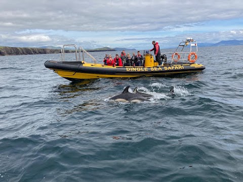 Dingle Sea Safari