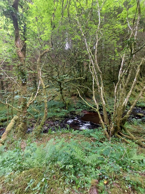 Canon Sheehan Loop (Glenanair Forest)