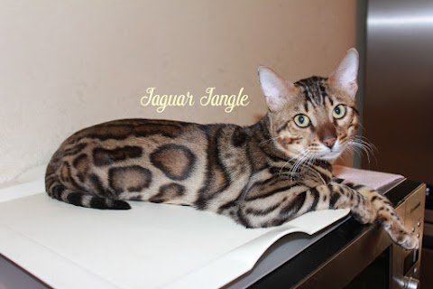 Jaguar Jangle