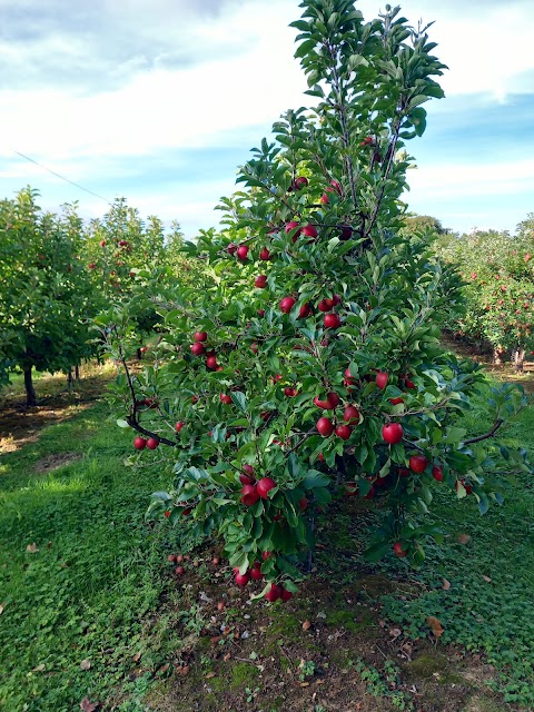 The Apple Camping and Caravan Park