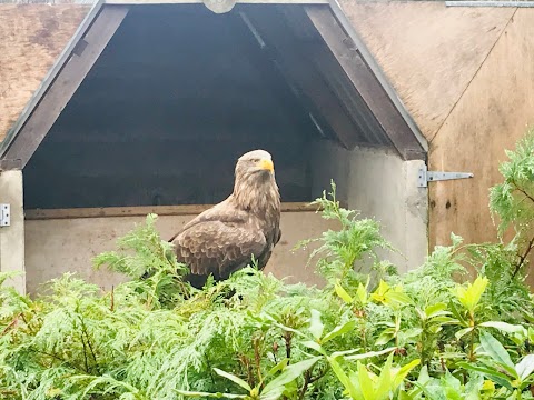 Eagles Flying