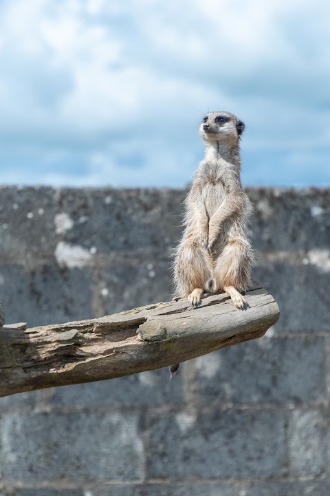 Wild Encounters Mini Zoo