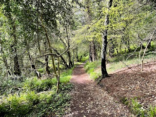 Curraghbinny Woods (Coillte Corra Binne)