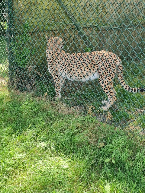 Fota Wildlife Car Park