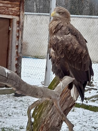 Orły w śląskim ZOO