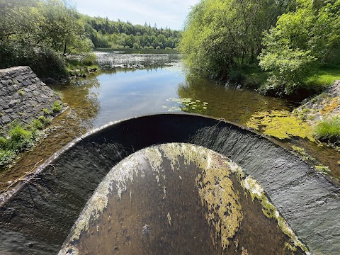 Curraghchase Forest Park Coillte