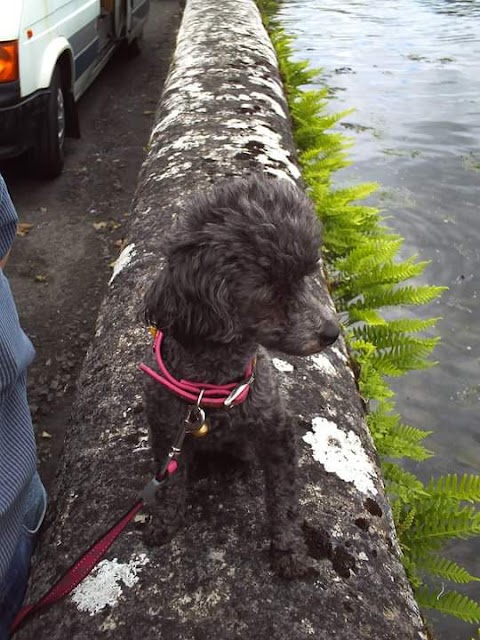 Ballyhugh Veterinary Centre