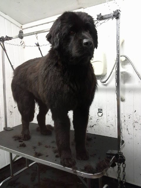 K9 Care Grooming and Training