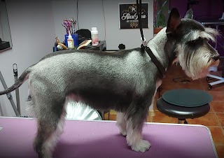 Alextina Belgijski psi fryzjer, grooming