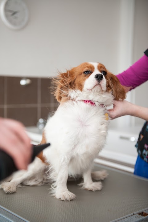 Cloyne Veterinary Clinic