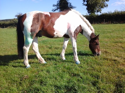 Glen Aire Stables