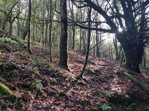 Monicknew- Slieve Bloom Mountain’s track