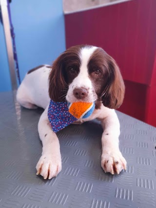 The FurDresser Dog Grooming Lisdoonvarna