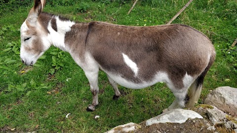 Muckross Traditional Farms