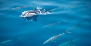 Dolphin Seafaris NZ