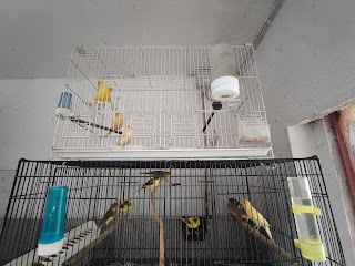 Alpine Aviaries