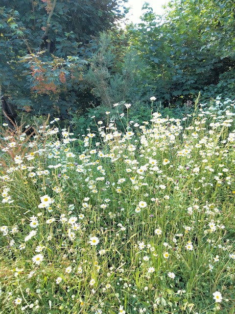 Ballybrack Woods (Mangala)