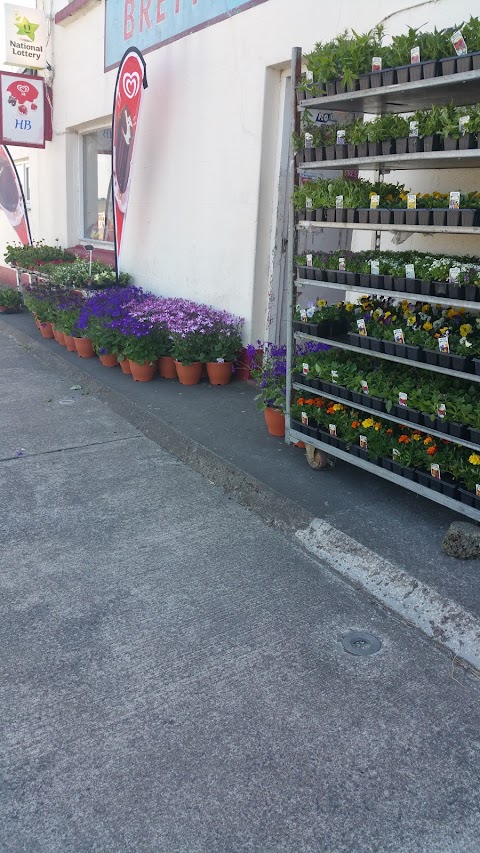 Achill Island flowers