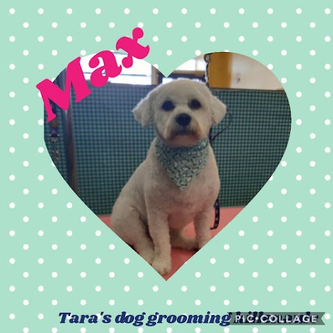 Tara's Dog grooming