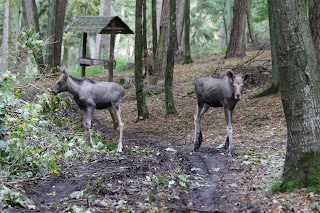 Park Dzikich Zwierząt Kadzidłowo