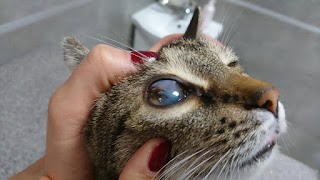 "PRIMUM-VET"- leczenie zwierząt egzotycznych, leczenie psów kotów, usg, rtg, szpital