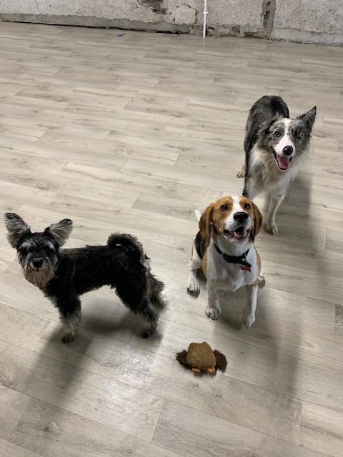 Gym Dog