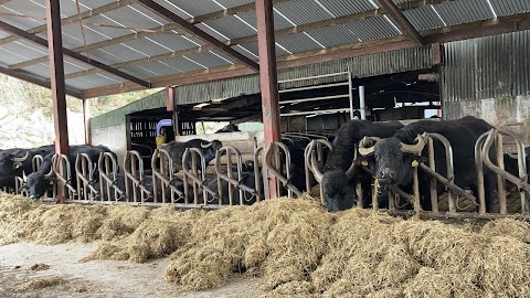 Macroom Buffalo Farm Tours with O’Tuama Tours