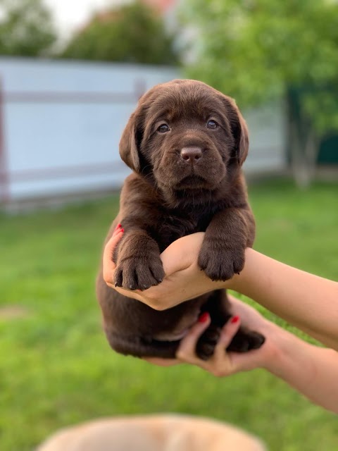 Night Single питомник лабрадоров | Labrador Retriever's kennel | Щенки лабрадора купить | Киев