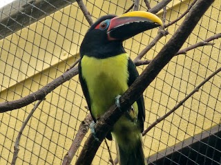 Ptaszarnia ZOO Wrocław