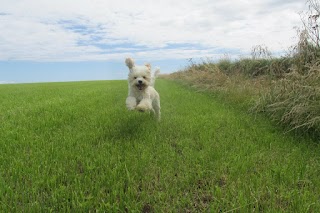 Mutlins Boarding Kennels