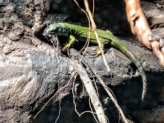 Terrarium Zoo Wrocław