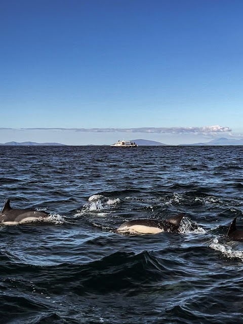 Skelligs Rock Cruises