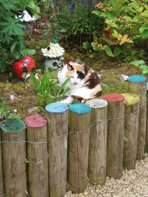 Away with the fairies. Fairy Garden