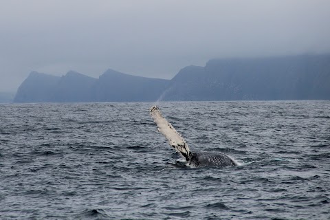 Blasket Islands Eco Marine Tours