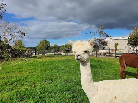 Loughwell Farm Park