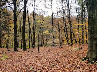 Miechowicka Ostoja Leśna