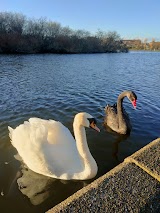 The Lough Trail