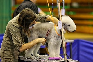 Jazz Grooming - Strzyżenie psów - Blachownia, Aleksandria, Herby, Konopiska