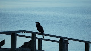 The Cottage - Otago Peninsula