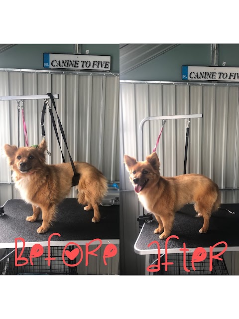 CaNine to Five Dog Grooming